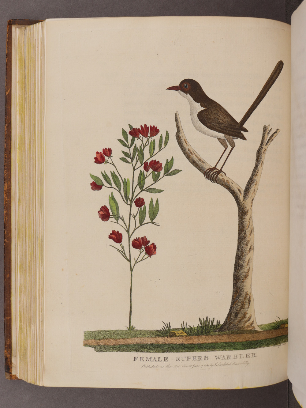 Plate 24
